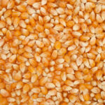Corn