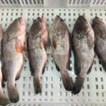 Frozen Grouper Fish