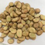 Fava Broad Beans