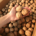 Walnut