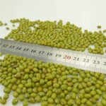 Green Mung Bean