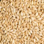 Barley Grains