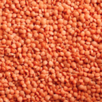 Lentil