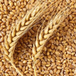 Wheat Grain