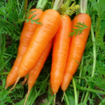 Fresh Carrot