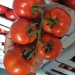 Fresh Tomato